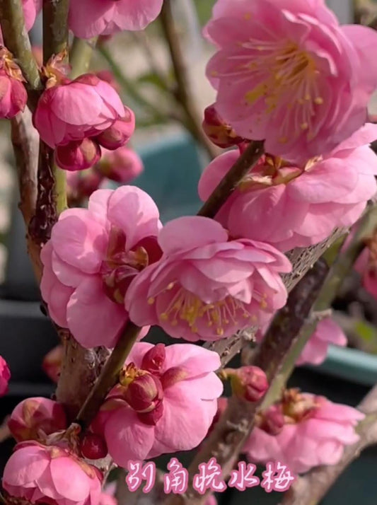 Flowering bonsai Plum Tree "Bie jiao wan shui " （别角晚水） bare root. Ship in March-April 2025