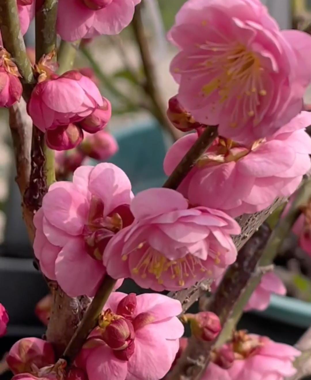 Flowering bonsai Plum Tree "Bie jiao wan shui " （别角晚水） bare root. Ship in March-April 2025