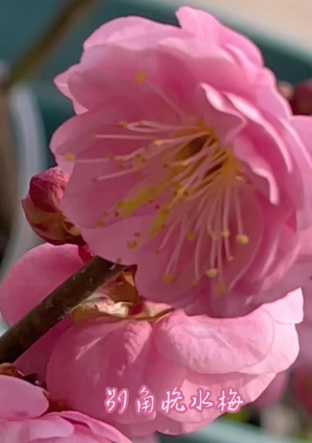 Flowering bonsai Plum Tree "Bie jiao wan shui " （别角晚水） bare root. Ship in March-April 2025