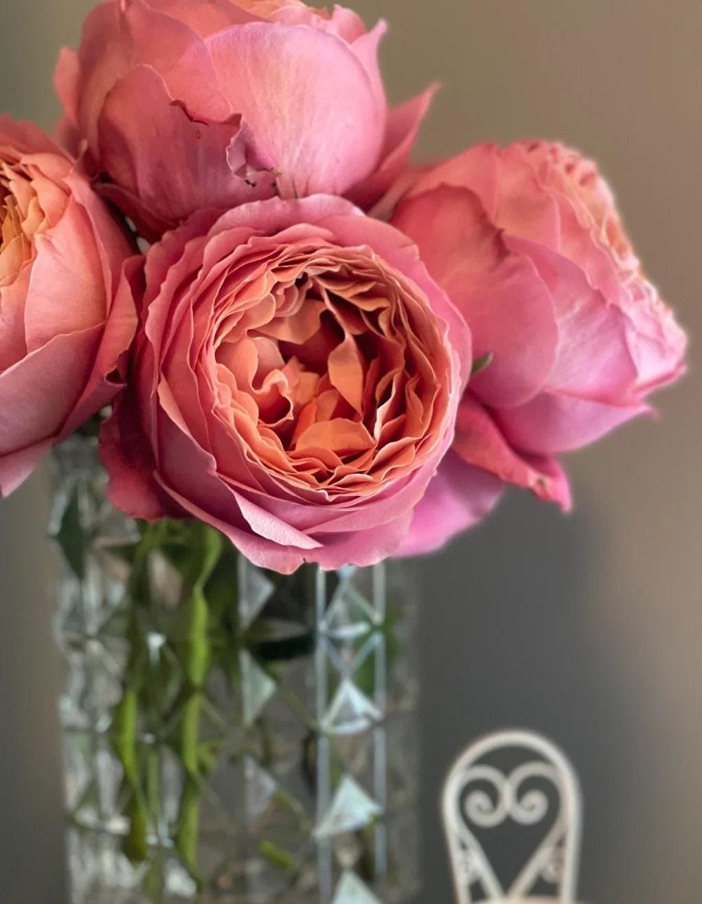 Rose 'Romantic Antike' (浪漫古董) (1 Gallon+)