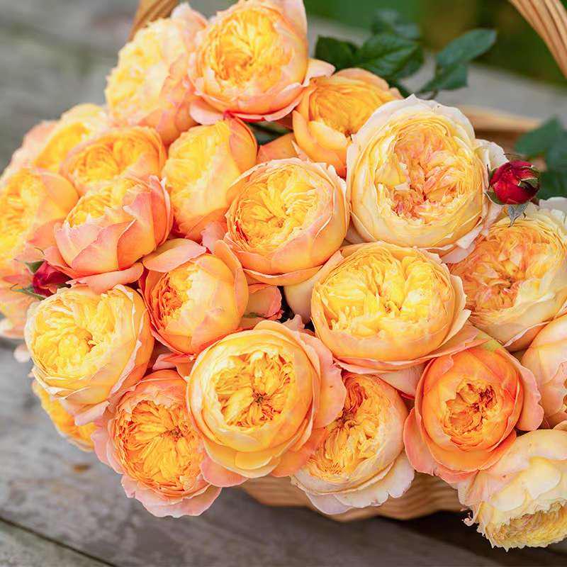 New Chinese Rose. 杏子肥 fat appicot. Plump apricot.